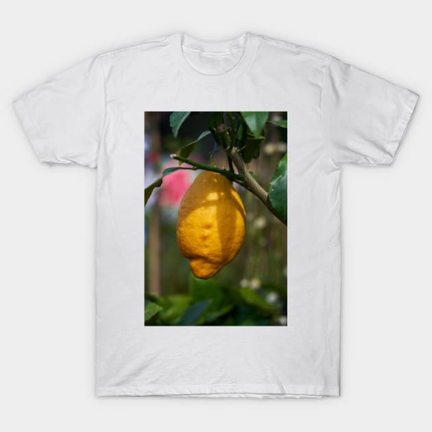 Single lemon in a tree T-Shirt by naturalis